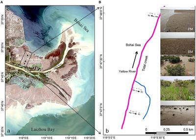 Soil Bacterial Community Structure in Different Micro-Habitats on the Tidal Creek Section in the Yellow River Estuary